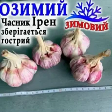 Чеснок Ирен 1 кг от Профессиональных Семян