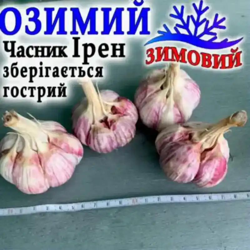Чеснок Ирен 1 кг от Профессиональных Семян