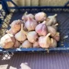 Чеснок Козак 1 кг от Профессиональных Семян