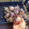 Чеснок Козак 1 кг от Профессиональных Семян