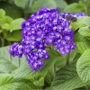 Гелиотроп Морской карлик, 0,05 г, темно синий от Профессиональных Семян
