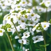 Гутчинзия Айскьюб, 100 шт, белый цвет от Профессиональных Семян