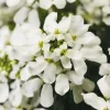 Иберис Таху, 100 шт, белый цвет от Профессиональных Семян
