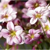 Камнеломка Хайлендер, 200 шт, розовый цвет с прожилками от Профессиональных Семян