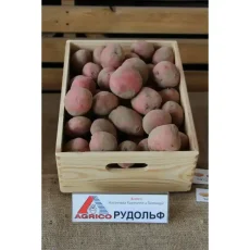 Картофель Рудольф от Профессиональных Семян