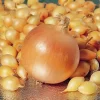 Лук севок Центурион от Профессиональных Семян