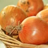 Лук севок Геркулес от Профессиональных Семян