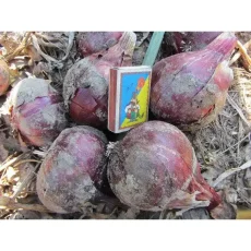 Лук севок Роми от Профессиональных Семян