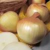 Лук севок Сеншу Йеллоу от Профессиональных Семян