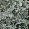 Цинерария Серебряная пыль, 0,1 г, серебряный от Профессиональных Семян