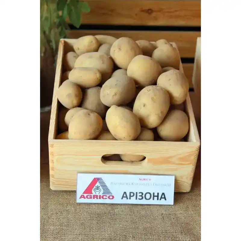 Картофель Аризона от Профессиональных Семян