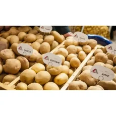 Картофель Констанс от Профессиональных Семян