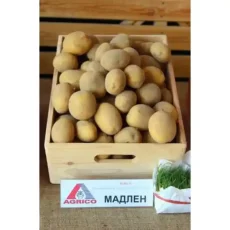 Картофель Мадлен от Профессиональных Семян