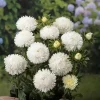 Астра Леди Корал, 1 г, белый цвет от Профессиональных Семян