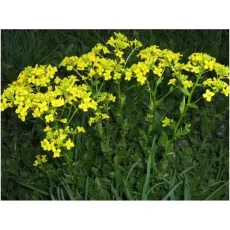 Семена Горчицы желтой (Brassica juncea) от Профессиональных Семян