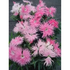 Гвоздика китайская Супра F1, 100 шт, лососевый цвет от Профессиональных Семян