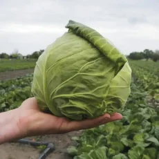 Капуста Бильбо F1 от Профессиональных Семян