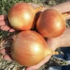 Лук Брунекс от Профессиональных Семян