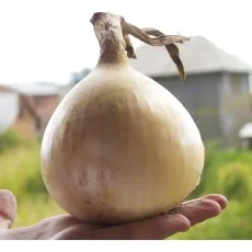 Лук Эксибишен от Профессиональных Семян
