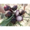 Лук Робін от Профессиональных Семян