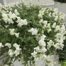 Львиный зев (Антирринум) Кенди F1, 50 шт, белый цвет от Профессиональных Семян