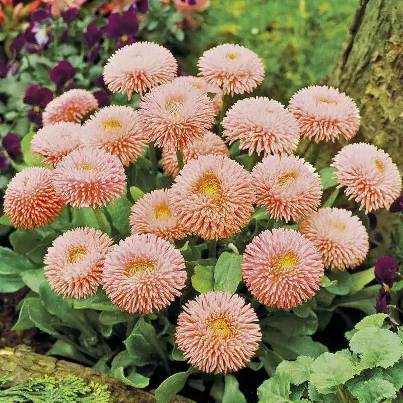 Маргаритка Робелла, 1000 шт, лососевый цвет от Профессиональных Семян