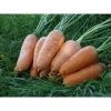 Морковь Шантане от Профессиональных Семян
