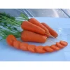 Морковь Шантане Ред Кор от Профессиональных Семян