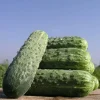 Огурец Делпина F1 — 10 шт от Профессиональных Семян