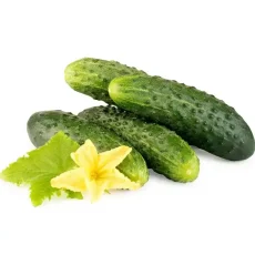Огурец Кустовой от Профессиональных Семян