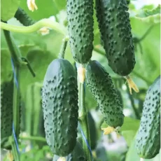 Огурец Седрик F1 от Профессиональных Семян