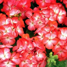 Пеларгония Мультиблум F1, 100 шт, высота 25-30 см от Профессиональных Семян