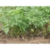 Петрушка корневая Игл от Профессиональных Семян