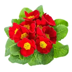 Примула