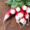 Редис комнатный Дуэт - 0,1 г от Профессиональных Семян