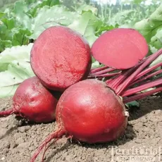 Свёкла столовая Акела от Профессиональных Семян