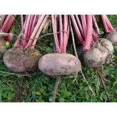 Свёкла столовая Египетская плоская от Профессиональных Семян