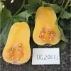 Тыква UG 205 F1 — 1000 шт от Профессиональных Семян