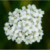 Тысячелистник обыкновенный - 0,5 г от Профессиональных Семян