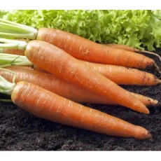 Морковь Каротан от Профессиональных Семян