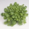 Седум Оракул, 200 шт, цвет зеленый от Профессиональных Семян