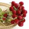 Гомфрена Клубничное поле, 0,1 г, красный от Профессиональных Семян