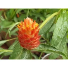 Гомфрена оранжевая, 5 г, оранжевый цвет от Профессиональных Семян