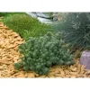 Седум Оракул, 200 шт, цвет зеленый от Профессиональных Семян
