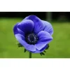 Анемона Гармония F1, 50 шт, синий цвет от Профессиональных Семян