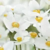 Анемона Лесная, 100 шт, белый цвет от Профессиональных Семян