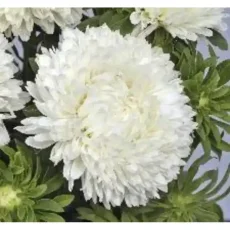 Астра Балун, 1 г, белый цвет от Профессиональных Семян