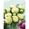 Астра Балун, 1 г, желтый цвет от Профессиональных Семян