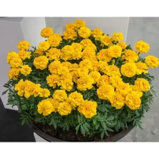 Бархатцы Чика, 200 шт, лимонный цвет от Профессиональных Семян