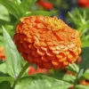 Цинния (Майора) Гиганты Бенари оранжевый от Профессиональных Семян